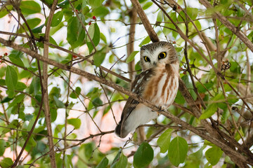 Northern Saw-whet Owl (Aegolius acadicus) Perched in Bush