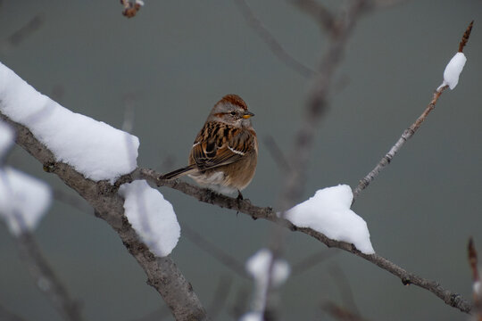 American Tree Sparrow (Spizelloides arborea) Perched on Snowy Tree Branch