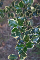 Branch of Christmas holly,  Ilex aquifoliumon, variegated leaves, festive winter background 