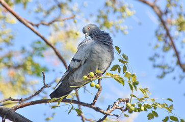 Pigeon on a branch of tree