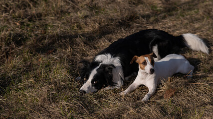 Dog jack russell terrier and border collie lie on yellow autumn grass. 