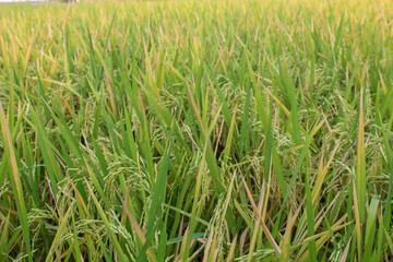 Rice plants in the rice fields are starting to turn yellow