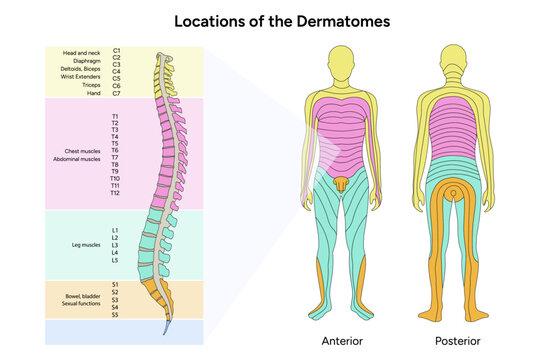 Location of the dermatomes major dermatomes and cutaneous nerves anterior and posterior view with spinal cord