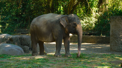The Sumatran elephant is a subspecies of the Asian elephant that only lives on the island of...