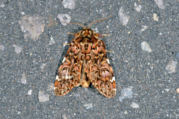 ハガタエグリシャチホコ（北海道・知床）
