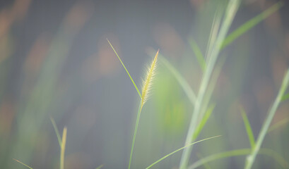 Grass flower in the morning with soft focus, vintage tone.