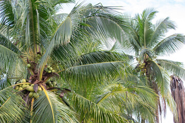 Coconut tree with green coconuts on the plantation.