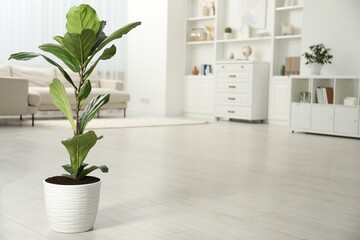 Fiddle Fig or Ficus Lyrata plant with green leaves in room, space for text