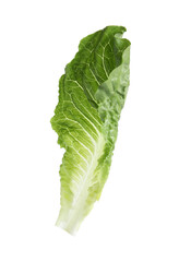 Fresh leaf of green romaine lettuce isolated on white