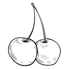 berry hand drawn