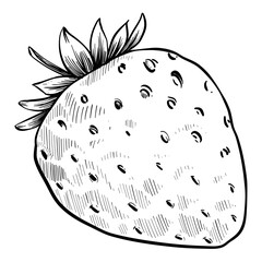 strawberry hand drawn