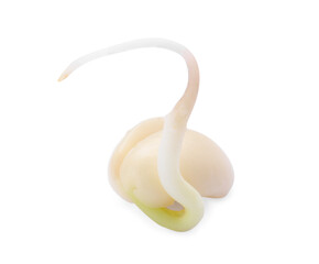 One sprouted kidney bean isolated on white