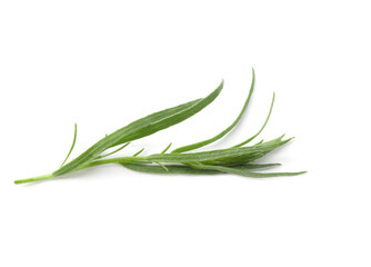 Fototapeta premium One sprig of fresh tarragon on white background