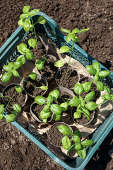 Beautiful seedlings in crate on ground outdoors, top view