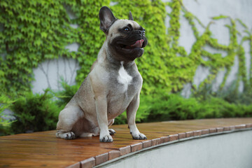 Cute French bulldog on bench outdoors. Lovely pet