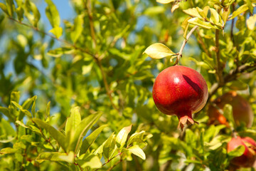 Pomegranate tree with ripening fruit outdoors on sunny day. Space for text