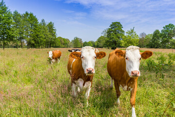 Fototapeta na wymiar Curious brown holstein cows in the landscape of Drenthe, Netherlands