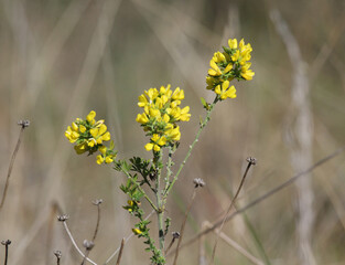 Yellow wildflowers on a plant in the Australian bush