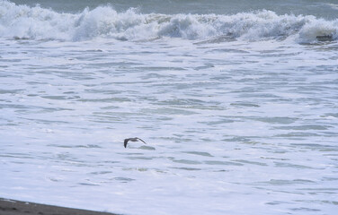 Obraz premium Seagle flying on waves on the beach (Constitucion, Chile)