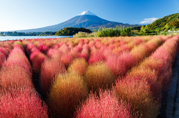 川口湖畔の紅く色づいた可愛いコキアと朝日に照らされた富士山