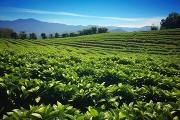 Fototapeta na wymiar Beautiful coffee plantation 