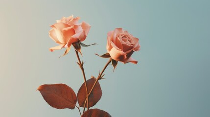 Beautiful Rose Flowers Aesthetic Minimalist Flower, Background Image,Valentine Background Images, Hd