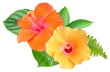 Orange and yellow hibiscus flowers bouquet isolated on transparent background