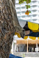  The squirrel hangs head down, clinging to the tree trunk with its hind and front paws. Finlayson's squirrel lives in Cambodia Laos Myanmar Thailand and Vietnam.