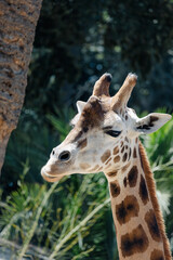 Obraz premium portrait of a giraffe in forest, view in the zoo, animal's daily life