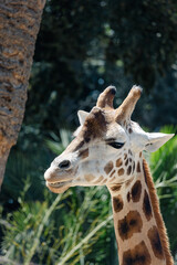 portrait of a giraffe in forest, view in the zoo, animal's daily life