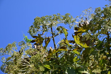 Castor aralia (Kalopanax septemlobus) berries.
Ranunculaceae deciduous tree. Blooms yellow-green florets in summer and ripens to blue-black with round berries in October.
