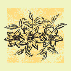 Herb of star anise hand drawn illustration vector isolated 