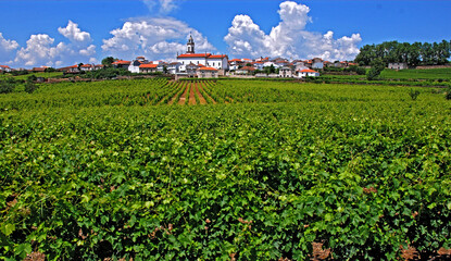 Fototapeta na wymiar Vinicolas do Vale do Douro. Portugal.