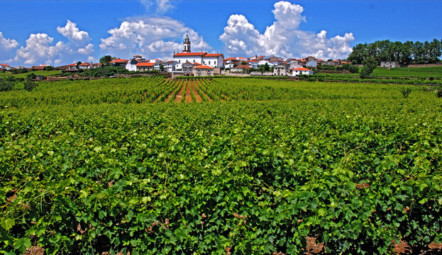 Vinicolas do Vale do Douro. Portugal.