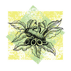 Hand drawn sketch of herb turmeric illustration vector