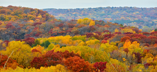 Panoramic landscape view of fall season foliage turning vibrant colors in a wide-angle view in October near Hudson Wisconsin
