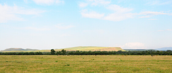 Fototapeta premium Panoramic shot of a long clearing with a herd of cows grazing, a narrow strip of bushes and a ridge of gentle hills under a cloudy summer sky.