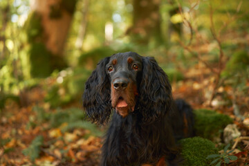 Gordon Setter Portrait, Black dog with long wavy hair surrounded by forest foliage, evoking a sense of adventure and travel in nature
