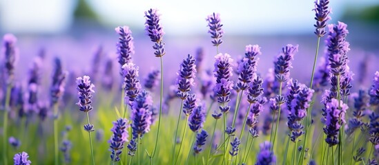Obraz premium Lavender also known as Lavandula angustifolia flowers in June in the garden