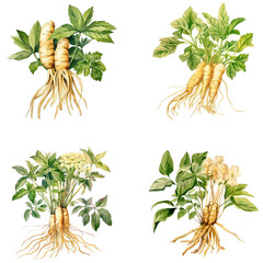 Set of watercolor ginseng (panax) illustration on transparent background - obrazy, fototapety, plakaty