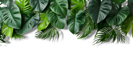 Compotition of tropical leaves on transparent background for advertising