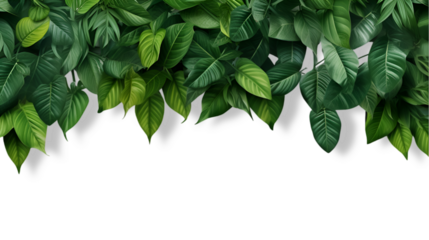 Compotition of tropical leaves on transparent background for advertising