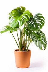 Various Monstera in terracotta pot isolated on white background.