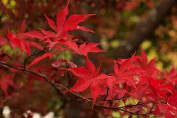 Fototapeta premium Japanese maple tree