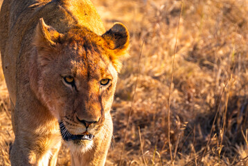 Wild Lion's pride in Nambiti hills private reserve in Ladysmith, South Africa