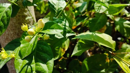 Photo of jasmine flowers in a green garden