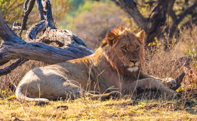 Wild Lion's pride in Nambiti hills private reserve in Ladysmith, South Africa