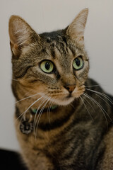 Obraz premium Tabby Cat Portrait