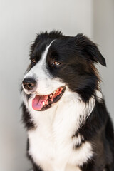 Close up portrait of beautiful Border Collie male puppy
