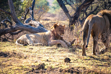 Wild Lion's pride in Nambiti hills private reserve in Ladysmith, South Africa